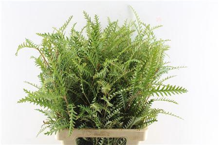 <h4>Grevilea Ivanhoe Groen</h4>