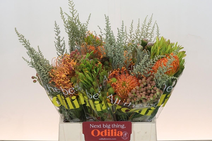 <h4>BQ Nutans Cordifolium SFB</h4>