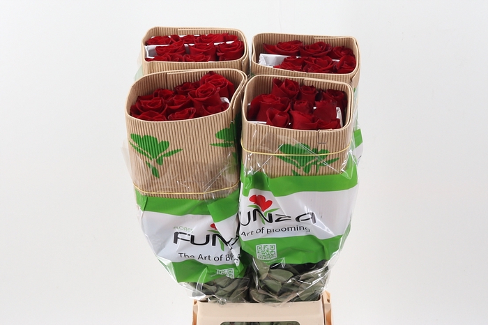R Gr Freedom 70cm CO FUNZA