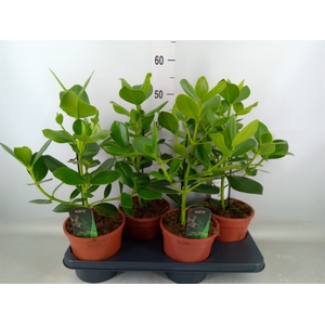 Clusia rosea 'Princess'