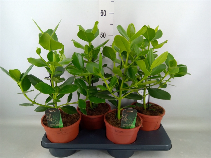 <h4>Clusia rosea 'Princess'</h4>