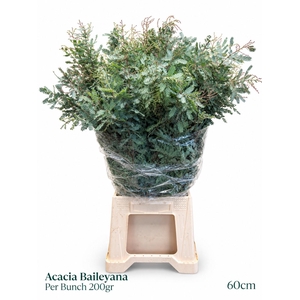 ACACIA BL B PURP BS