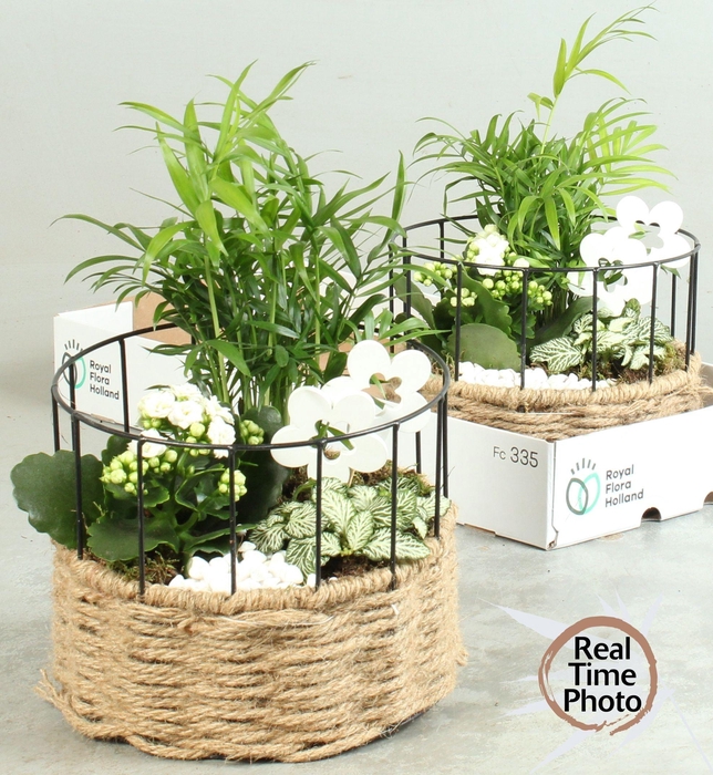 <h4>ARR KAMERPL</h4>