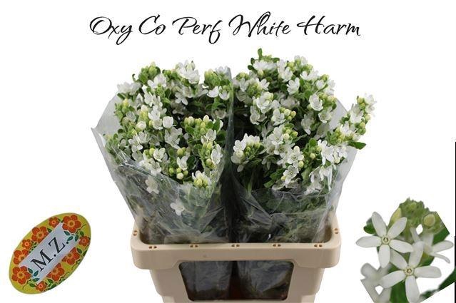 <h4>OXY CO PERF WHI HARM</h4>