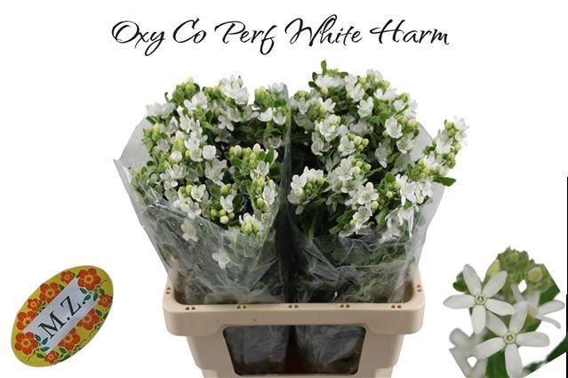 <h4>OXY CO PERF WHI HARM</h4>