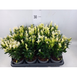 Euonymus japon. 'Paloma Blanca'