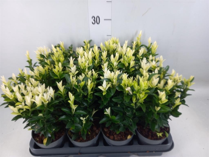 <h4>Euonymus japon. 'Paloma Blanca'</h4>