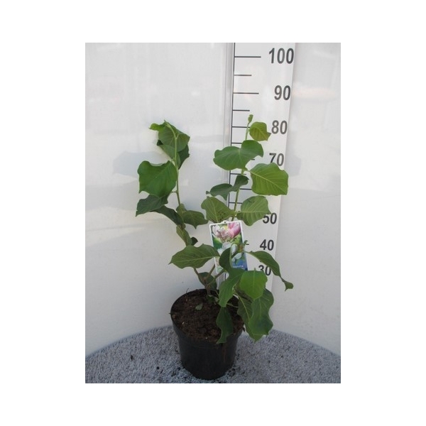 <h4>Magnolia soul. Satisfaction 60-80 P26</h4>