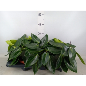 Peperomia