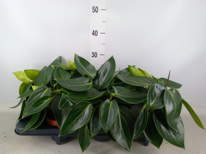 <h4>Peperomia</h4>
