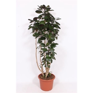Polyscias 'Fabian'