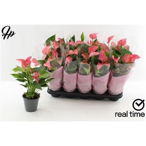 Anthu Fl Romantico 4+