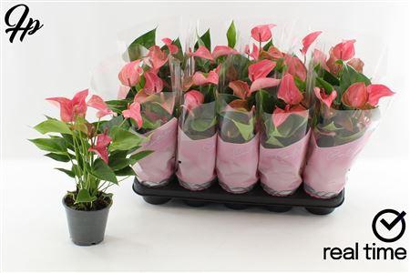 <h4>Anthu Fl Romantico 4+</h4>