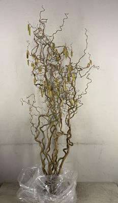 <h4>Corylus (2-jarig)</h4>