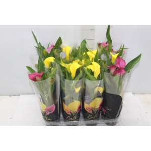 CALLA MINI P09