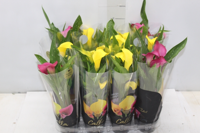 <h4>CALLA MINI P09</h4>