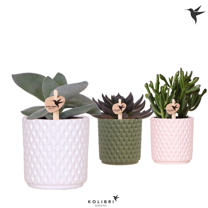 <h4>Kolibri Greens Succulenten mix in Diamond pot mix</h4>