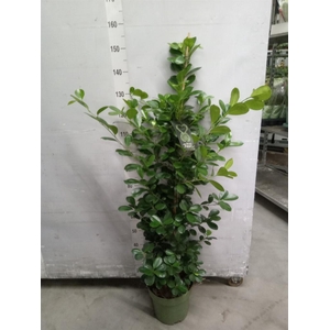 Ficus microcarpa 'Moclame'