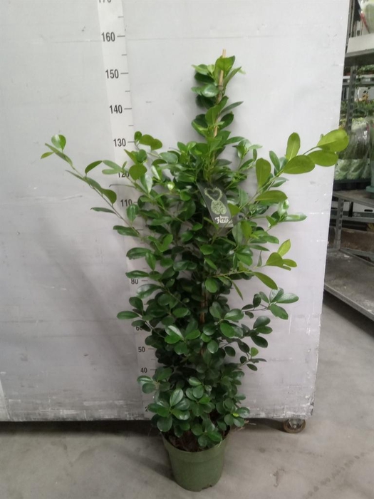 <h4>Ficus microcarpa 'Moclame'</h4>