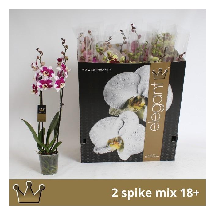 <h4>PHAL GEM 8 KL</h4>