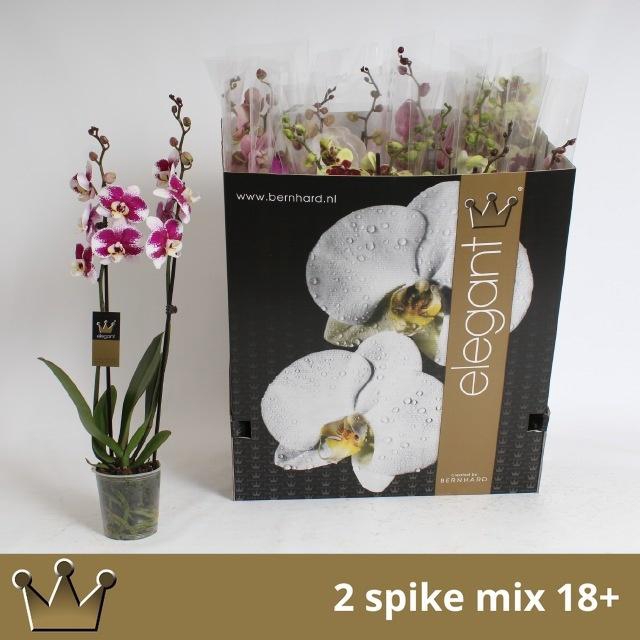 <h4>PHAL GEM 8 KL</h4>