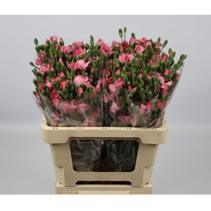 DI TE SOLOMIO ROSE