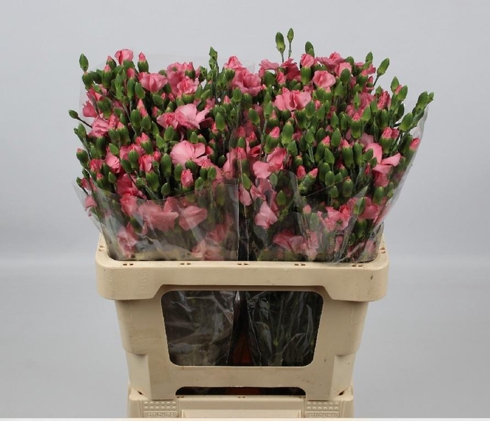 <h4>DI TE SOLOMIO ROSE</h4>