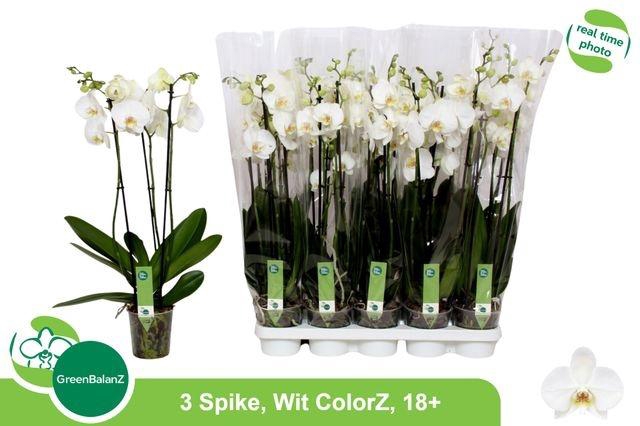 <h4>Phal Ov Wit</h4>