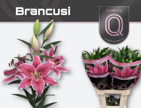 <h4>LI OT BRANCUSI 4+</h4>