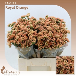 Statice Royal Orange