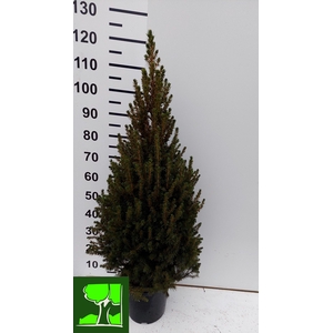 PICEA GL CONICA