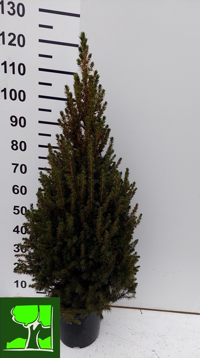 <h4>PICEA GL CONICA</h4>