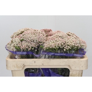 Ozothamnus Cooks Tall Pink