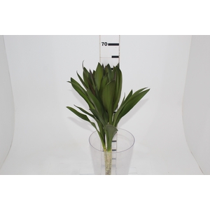 FOLHAGEM DRACENA POA