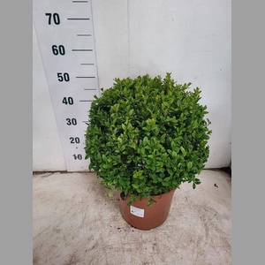 BUXU SEMPERVIRENS