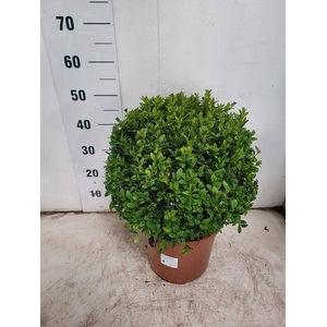 BUXU SEMPERVIRENS