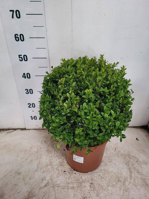 <h4>BUXU SEMPERVIRENS</h4>