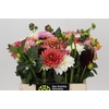 Dahlia Gemengd in bos