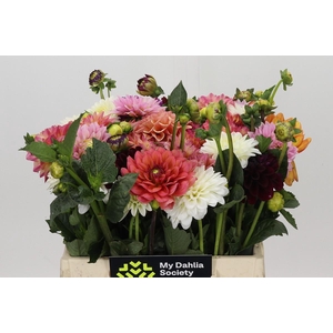 Dahlia Gemengd in bos