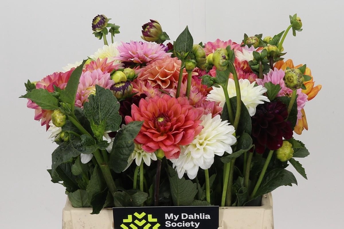 Dahlia Gemengd in bos