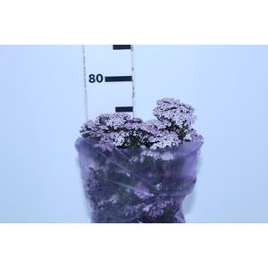 ACHILLEA