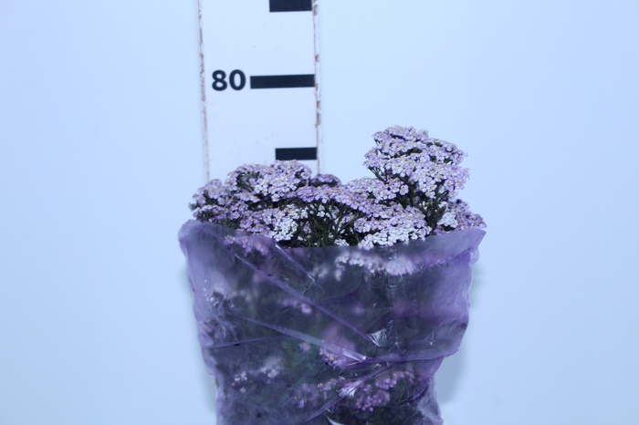 ACHILLEA