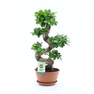 Ficus microcarpa Ginseng