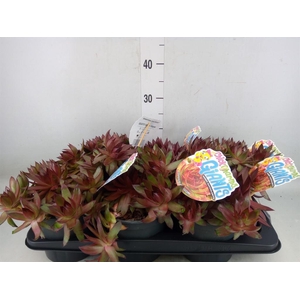 Sempervivum  'ChickCh Gi Copp Cany'