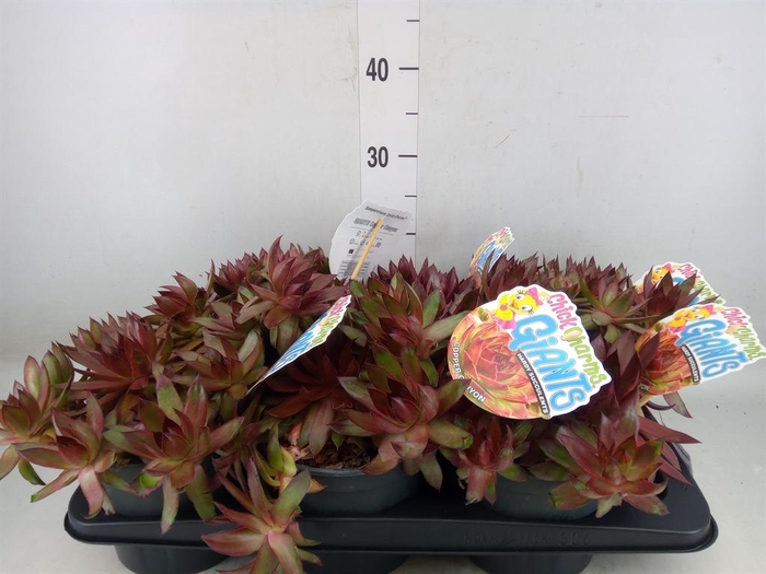 <h4>Sempervivum  'ChickCh Gi Copp Cany'</h4>