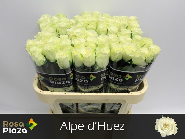 <h4>Rosa la alpe d'huez</h4>