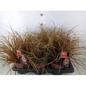 Uncinia rubra 'Everflame'