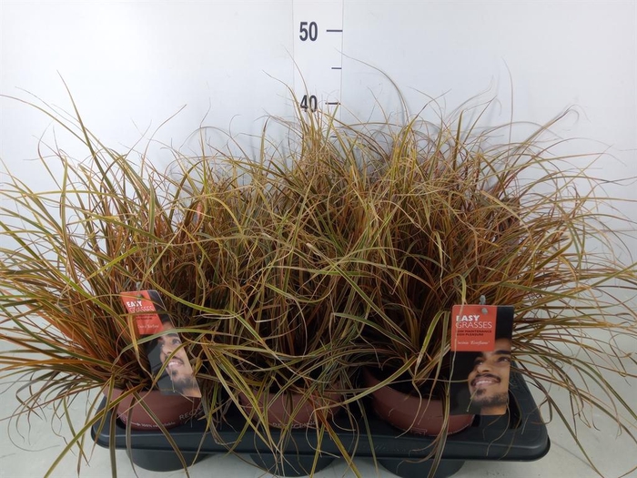 <h4>Uncinia rubra 'Everflame'</h4>