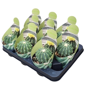 FEROCACTUS GLAUCES