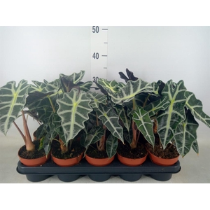 Alocasia amazonica 'Polly'